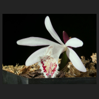 2017-03-05_Pleione_Sirena.jpg