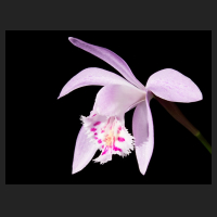 2017-03-22_Pleione_Piton_Ballerina.jpg