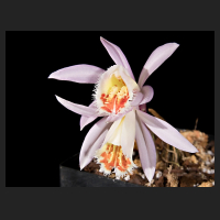 2017-03-27_Pleione_Lhasa_Blushes.jpg