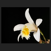 2017-03-31_Pleione_grandiflora_Yellow_Lip.jpg