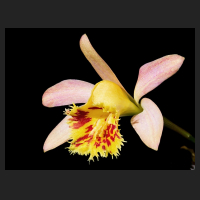 2017-04-03_Pleione_Krakatoa_Golden_Lip.jpg