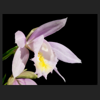 2017-04-03_Pleione_Ueli_Wackernagel_Pearl.jpg