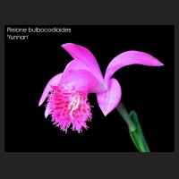 pln_bulbocodioides_yunnan.jpg