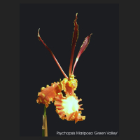 psychopsis_mariposa.jpg