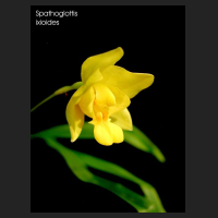 spathoglottis_ixioides.jpg