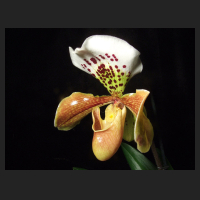 2012-12_Paphiopedilum-Hybride.jpg
