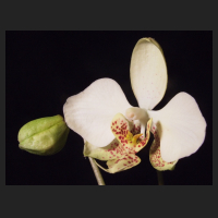 2012-12_Phal_stuartiana_nobilis.jpg