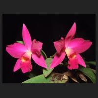 2012-12_Sophrolaeliocattleya_Miyuki_Little_King_1.jpg