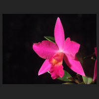 2012-12_Sophrolaeliocattleya_Miyuki_Little_King_2.jpg
