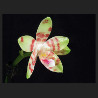 2013-01-06_Phalaenopsis_Ambotris_white.jpg
