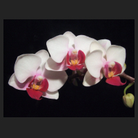 2013-01-17_Phal_Little_Red_Lip.jpg