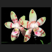 2013-01-25_Phalaenopsis_Tetrasambo_white.jpg