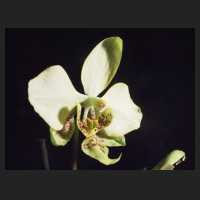 2013-01_Phal_stuartiana_nobilis.jpg