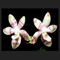 2013-02-20_Phalaenopsis_Tetrasambo_white.jpg