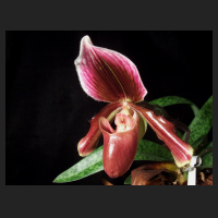 2013-02_Paph_Earl_Of_Chester.jpg