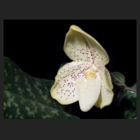 2013-05-05_Paph_concolor.jpg