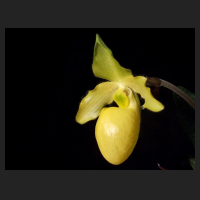 2013-05_Paph_Golddollar.jpg