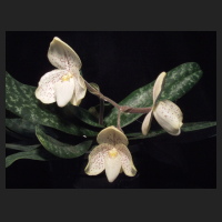 2013-06-04_Paph_concolor.jpg