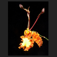 2013-07-26_Psychopsis_Mariposa_GV.jpg