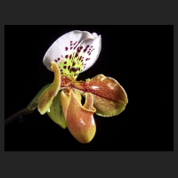 2013-08-08_Paphiopedilum-Hybride.jpg