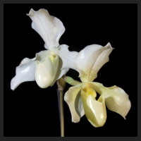 2013-12-19_Paph_Phips.jpg