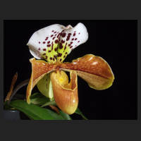 2014-02-24_Paph-Hybride_Wichmann_2012.jpg