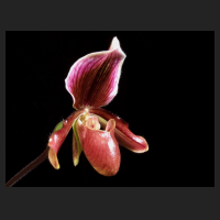 2014-03-01_Paph_Earl_Of_Chester.jpg