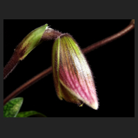 2014-03-01_Paph_Earl_Of_Chester_Knospe.jpg