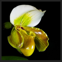 2015-01-05_Paph_Bidborough.jpg