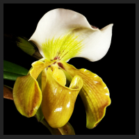 2015-01-19_Paph_Bidborough.jpg