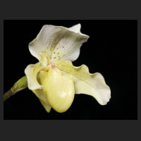 2015-02-10_Paph_Rosy_Dawn.jpg
