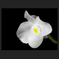 2015-07-13_Paphiopedilum_delenatii_alba.jpg