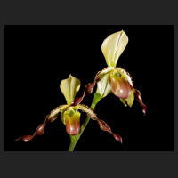 2015-11-09_Paphiopedilum_Celler_Freude.jpg