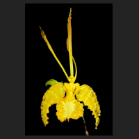 2015-11-09_Psychopsis_Mariposa_alba_1.jpg