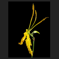 2015-11-09_Psychopsis_Mariposa_alba_2.jpg