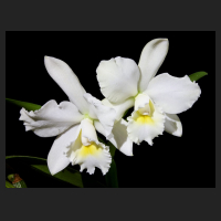 2015-12-12_Cattleya_Arctic_Star_Snow_Queen.jpg