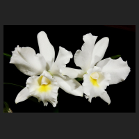 2015-12-17_Cattleya_Arctic_Star_Snow_Queen.jpg