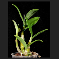 2016-01-28_Dendrobium_Jairak_Helix.jpg