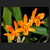 2016-02-10_Cattleya_orange_GC_Nordharz_1.jpg