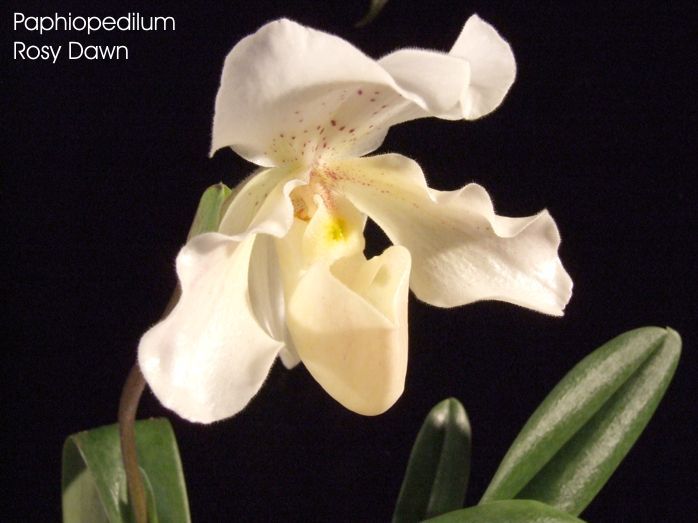 Paphiopedilum Rosy Dawn