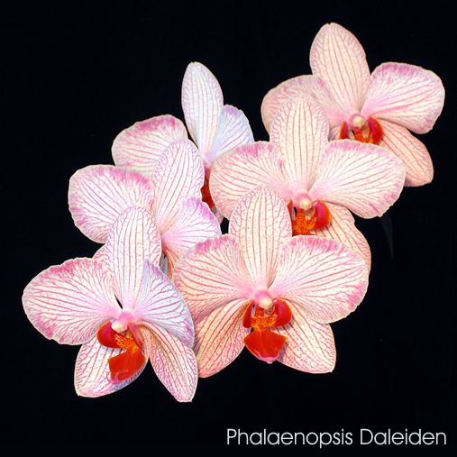Phalaenopsis Daleiden