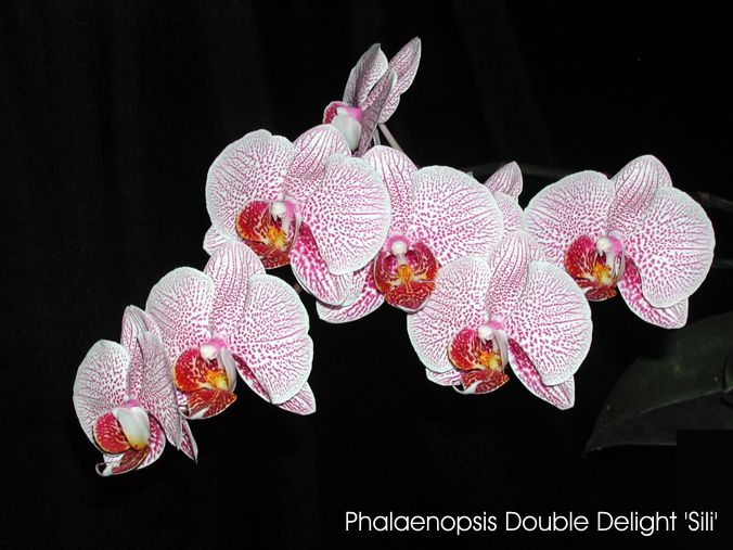 Phalaenopsis Double Delight 'Sili'