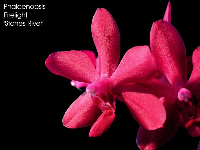 Phalaenopsis Firelight 'Stones River'
