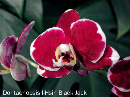 Phalaenopsis I-Hsin Black Jack