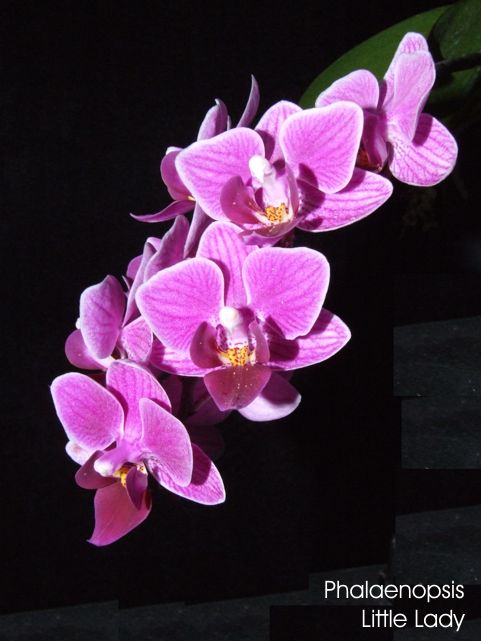 Phalaenopsis Little Lady