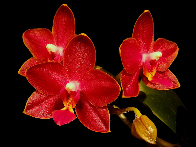 Phalaenopsis Tying Shin Phoenix