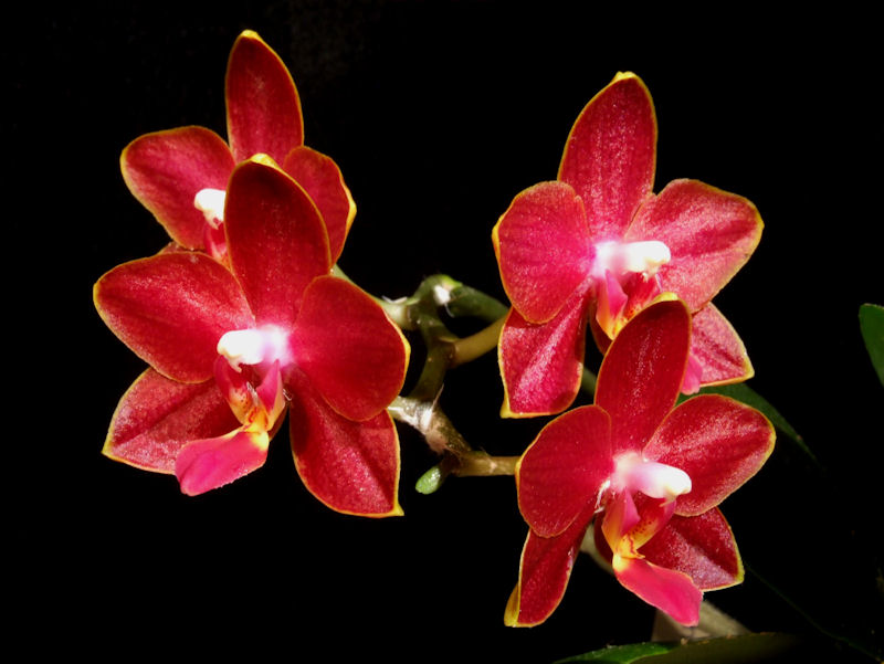 Phalaenopsis Tying Shin Phoenix