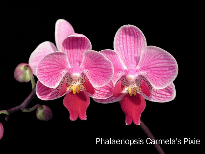 Phalaenopsis Carmela's Pixie