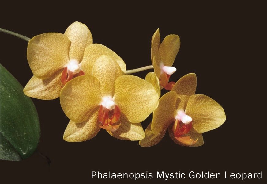 Phalaenopsis Mystic Golden Leopard
