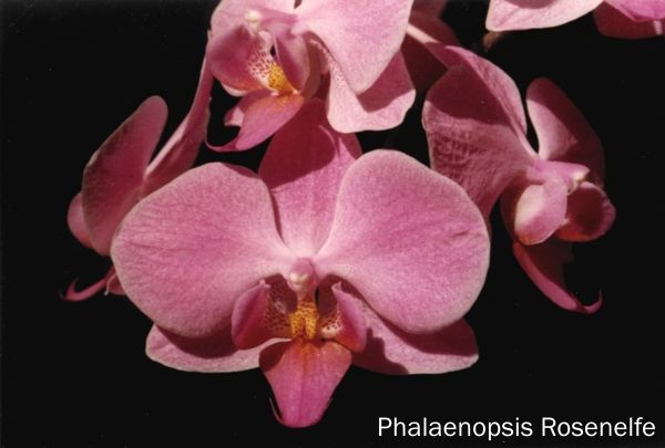 Phalaenopsis Rosenelfe